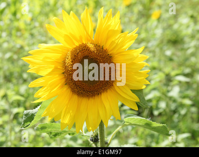 Helianthus annus 'Music Box' Sunflower close up of flower Stock Photo