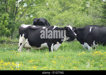 Cow (Holstein) in a pasture of fresh green grasses Stock Photo