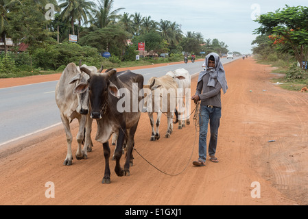 cows, on road . People commute ,on bicycles on a dusty road ,in Cambodia ,truck, Stock Photo