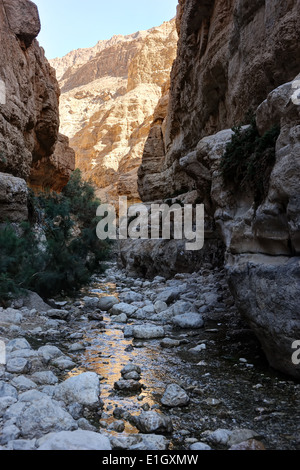 Oasis in the desert, Ein Gedi nature reserve on the shore of the Dead Sea. Stock Photo