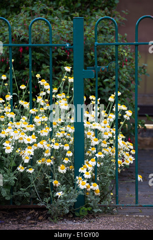 Anthemis Nobilis. Roman Chamomile flower growing through metal garden railings in an English garden Stock Photo