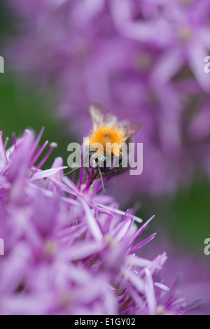 Bombus Hypnorum. The Tree Bumblebee collecting nectar from a Allium flower Stock Photo