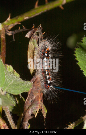 Yellow Tail moth caterpillar Stock Photo