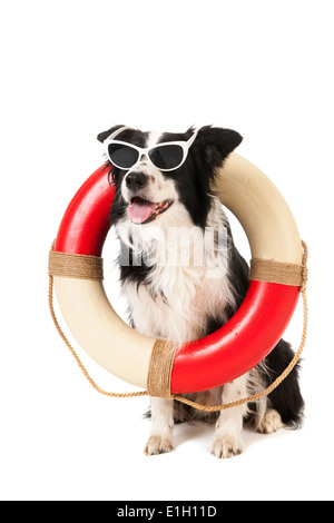 Border collie as guard hot sale dog