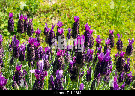 Lavender plans in flower on sunshine, purple and green Stock Photo