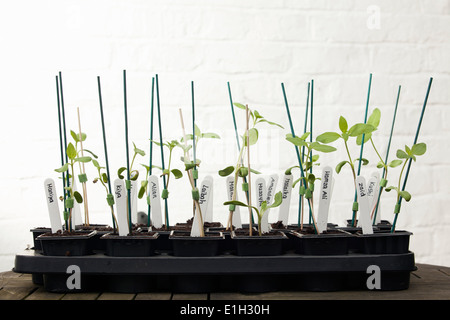 Sunflower plants on garden table in conservatory Stock Photo