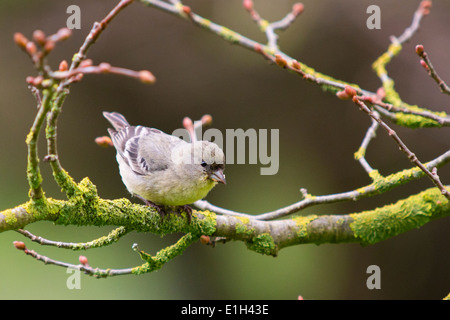 Lesser Goldfinch, Carduelis psaltria, female, San Francisco, California, USA Stock Photo