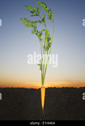 Halved carrot growing in soil Stock Photo