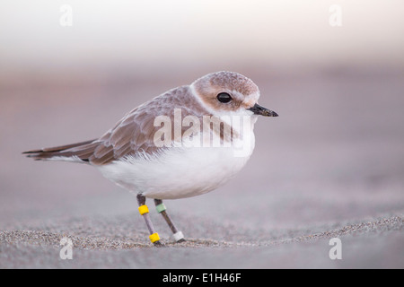 Charadrius alexandrinus, Snowy Plover, kentish plover, San Francisco, California, USA Stock Photo