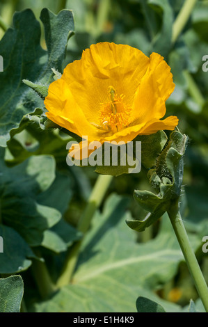 Yellow hornpoppy / yellow horned poppy (Glaucium flavum) in flower Stock Photo