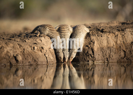 Three banded mongoose (Mungos mungo) at watering hole Mashatu game reserve, Botswana, Africa Stock Photo