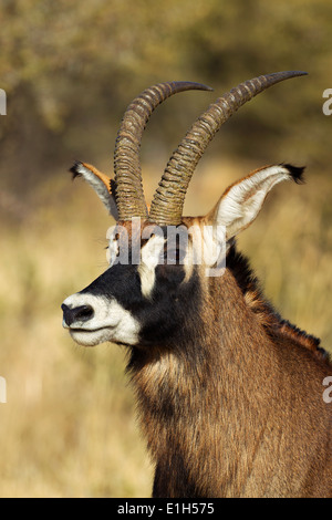 Portrait of male Roan antelope (Hippotragus equinus) , South Africa Stock Photo