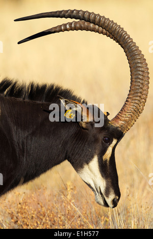 Portrait of male Sable antelope (Hippotragus niger), South Africa