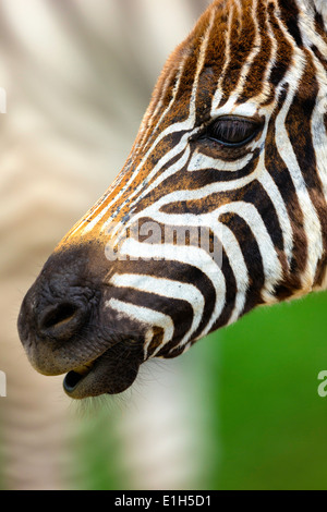 Close up portrait of burchells zebra (Equus burchelli), Lake Nakuru National Park, Kenya, Africa Stock Photo