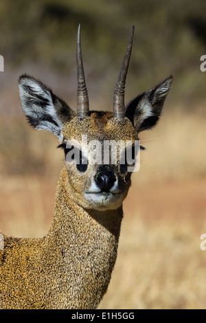 Portrait of Klipspringer (Oreotragus oreotragus), South Africa Stock Photo