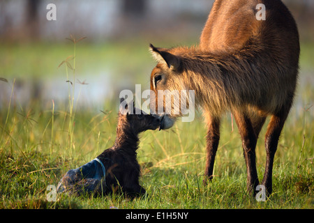 Mother and baby waterbuck (Kobus ellipsiprymnus), Lake Nakuru National Park, Kenya, Africa Stock Photo