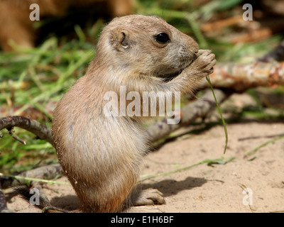 Baby youngster Black-tailed prairie dog (Cynomys ludovicianus) Stock Photo