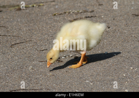 Juvenile Domestic goose (Anser anser domesticus) close-up Stock Photo