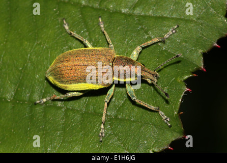 Chlorophanus viridis,  a yellow banded Leaf weevil variety with no formal name in English Stock Photo