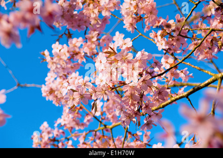 Close up of sunlit pink tree blossom Stock Photo