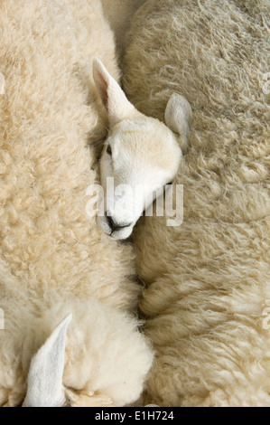 Overhead view of lambs head between two sheep Stock Photo