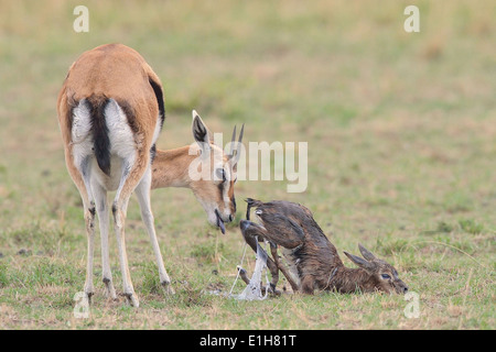 Thomson's Gazelle (Eudorcas thomsonii) and her newborn Stock Photo