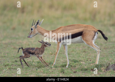 Thomson's Gazelle (Eudorcas thomsonii) and standing newborn, Mara Triangle, Maasai Mara National Reserve, Narok, Kenya, Africa Stock Photo