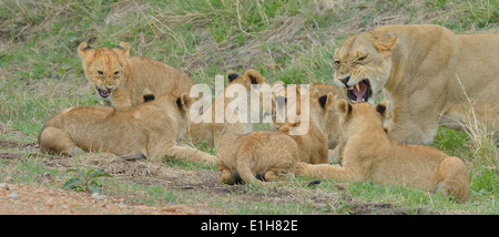 Masai Lioness (Panthera leo nubica) with cubs, Mara Triangle, Maasai Mara National Reserve, Narok, Kenya, Africa