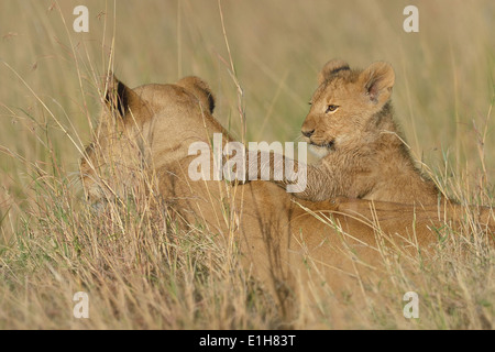 Masai Lioness (Panthera leo nubica) and cub, Mara Triangle, Maasai Mara National Reserve, Narok, Kenya, Africa