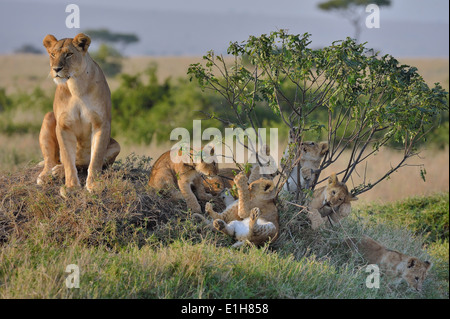 Masai Lioness (Panthera leo nubica) with her cubs, Mara Triangle, Maasai Mara National Reserve, Narok, Kenya, Africa