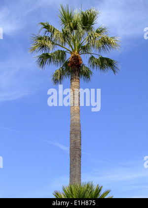 Palm tree leaves close-up with blue sky background Stock Photo - Alamy