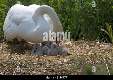 Mute Swan, Cygnus olor with cygnets on the nest Stock Photo