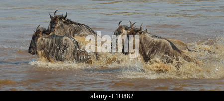 Small group of Western white-bearded wildebeest (Connochaetes taurinus mearnsi) river Mara Triangle Maasai Mara Narok Kenya Stock Photo