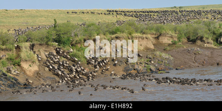 Western white-bearded wildebeest crossing onto distant riverbank Stock Photo