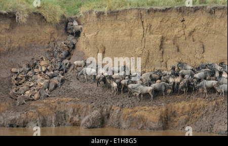 Herd of Western white-bearded wildebeest (Connochaetes taurinus mearnsi) muddy riverbank Mara Triangle Maasai Mara Narok Kenya Stock Photo