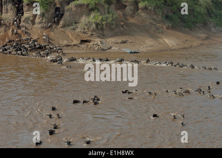 Herd of Western white-bearded wildebeest (Connochaetes taurinus mearnsi) crossing river Mara Triangle Maasai Mara Narok Kenya Stock Photo