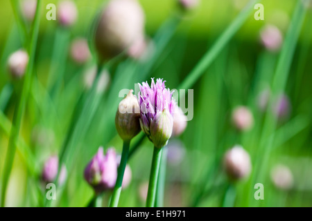 Purple chive flower blooming on sunny day Stock Photo