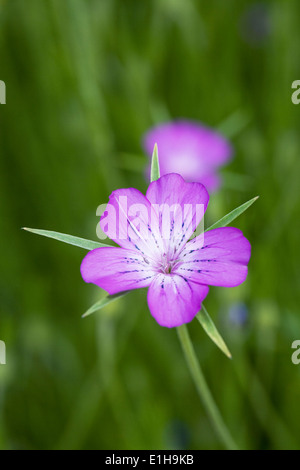 Agrostemma githago in a wildflower meadow. Corncockle flower. Stock Photo