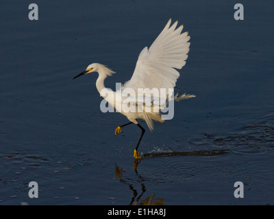 Snowy Egret in flight, skimming water surface Stock Photo