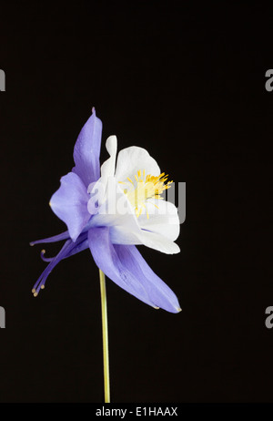 Close up of Aquilegia vulgaris Bluebird against a black background Stock Photo