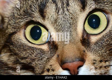 Egyptian Mau cat - looking Stock Photo