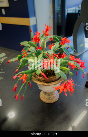 Christmas cactus Stock Photo