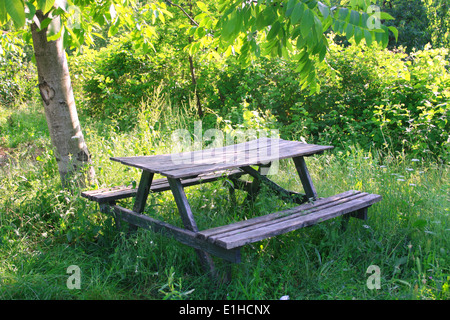 Old wooden bench in forest Stock Photo