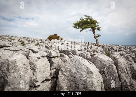 A lone tree on Twisleton Scar in the Yorkshire Dales National Park Stock Photo