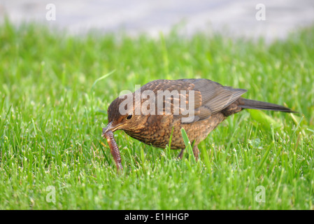 Common Blackbird, Turdus merula Stock Photo