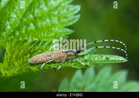 Golden-bloomed Grey Longhorn Beetle (Agapanthia villosoviridescens) on Common Nettle (Urtica dioica), Hesse, Germany Stock Photo