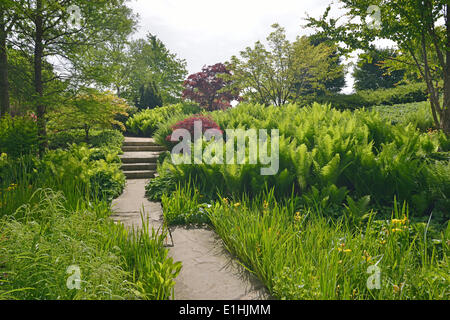 Park of Gardens garden show, Ostrich Fern or Shuttlecock Fern (Matteucia struthiopteris), Siberian Iris (Iris sibirica) Stock Photo