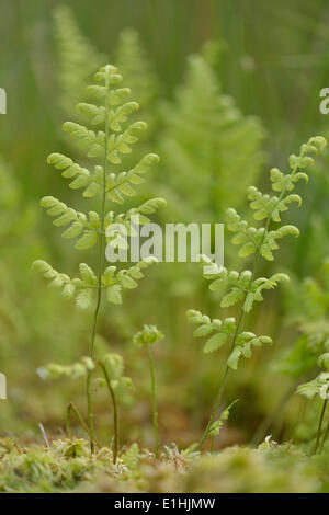 Narrow buckler fern (Dryopteris carthusiana), Drenthe Province, The Netherlands Stock Photo