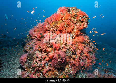 Coral block covered with various red Soft Coral (Alcyonacea) and Sponges (Porifera), Tilefish (Anthiinae), Sabang Beach Stock Photo