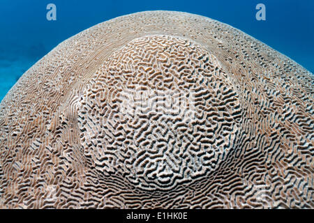 Maze Brain Coral (Platygyra lamellina), Sabang Beach, Puerto Galera, Mindoro Island, Philippines Stock Photo